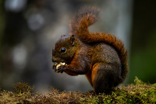 A small brown squirrel holds a nut while perched on moss-covered ground.