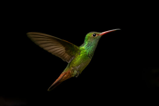 Vibrant green hummingbird in mid-flight against a black background.