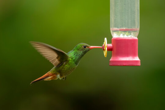 Hummingbird feeding at a vibrant red bird feeder against a lush green background.