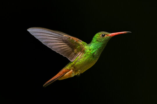 Vibrant green hummingbird in flight against a dark background with wings spread wide.