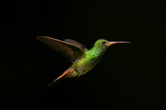 A vibrant green hummingbird hovering against a dark background.