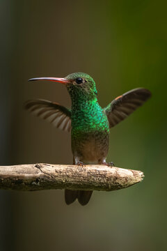 Vibrant green hummingbird with open wings perched on a branch against a blurred background.