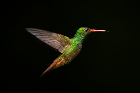 A vibrant green hummingbird with orange accents hovers mid-flight against a dark background.
