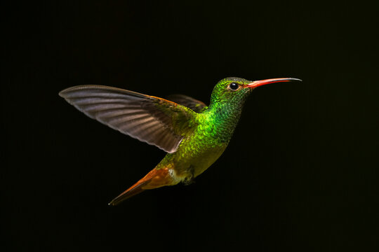 Vibrant green hummingbird flying against a dark background.