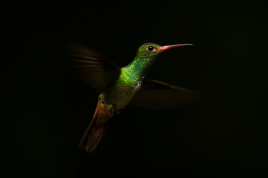 Vibrant green hummingbird mid-flight against a dark background.