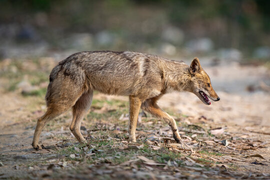 A wild coyote walking on a dirt path in a natural setting.