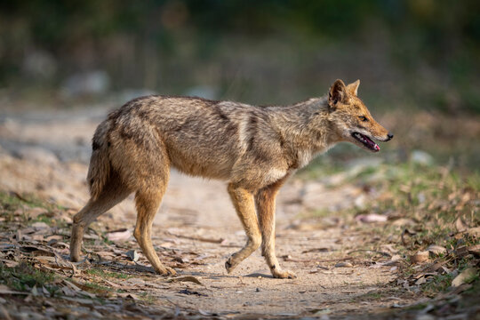A lone fox walking on a dirt path surrounded by fallen leaves and blurred greenery.