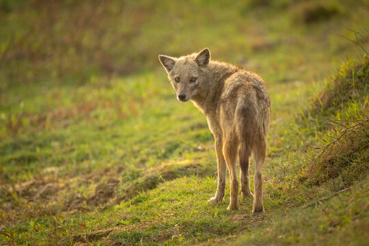 A lone coyote stands on a grassy landscape, looking back over its shoulder in soft sunlight.