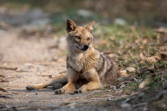 A small, wild canine with fur blending into the natural forest surroundings rests on a dirt path.