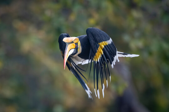 Great hornbill with striking yellow bill and black and white feathers in mid-flight.