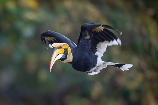 A colorful hornbill bird gracefully soars through the lush, blurred green forest background.