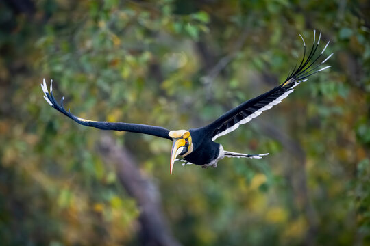 Hornbill soaring through lush greenery with outstretched wings displaying vibrant plumage.