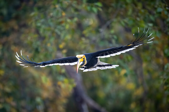 A hornbill in mid-flight, wings spread wide against a blurred green forest background.