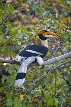 A colorful hornbill perched on a branch amidst green and yellow leaves.
