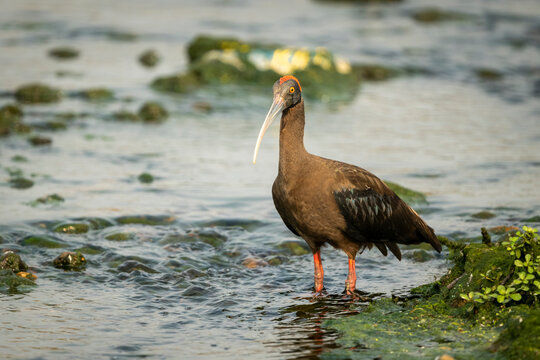 Glossy ibis standing in shallow water surrounded by rocks and lush greenery.
