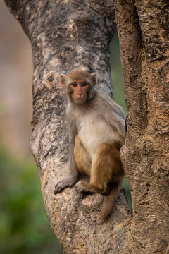 A monkey sits on a tree branch gazing directly at the camera.