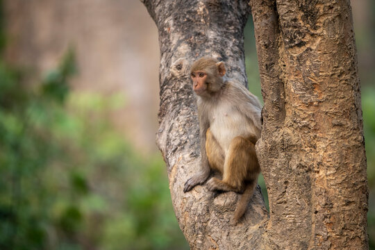 A monkey sits perched on a tree trunk against a blurred forest background.