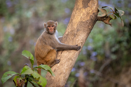 A monkey clings to a tree branch in a lush, green forest environment.