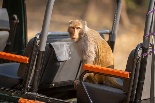 Monkey sitting on a seat inside an open vehicle in a natural setting.