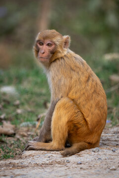 A solitary monkey sits on the ground with a blurred natural background.