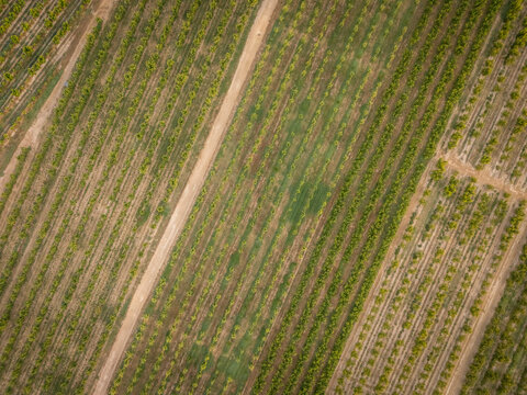 Aerial view of symmetrical green agricultural fields with dirt road in between.