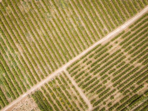Aerial view of vast vineyard with rows separated by dirt paths.