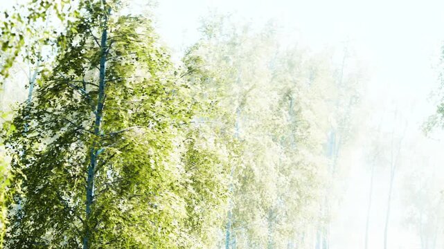 Trees with bright green leaves are growing in a forest on a sunny day. Sunlight shines through the leaves, creating a lively atmosphere in nature.