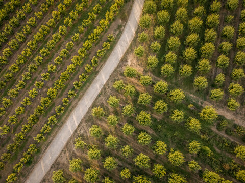Aerial view of a road dividing two contrasting green agricultural fields.
