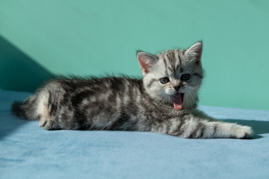 Cute gray tabby kitten yawning on blue chair indoors. Funny pet moment that looks like smiling or laughing. Cozy home interior, soft light, playful mood, adorable young cat portrait.
