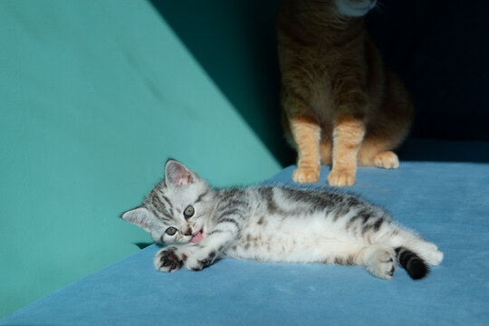Adult ginger cat lying with small gray kitten on blue surface against pastel green background. Tender moment between cats, family, care, warmth, soft light, minimal studio pet portrait.