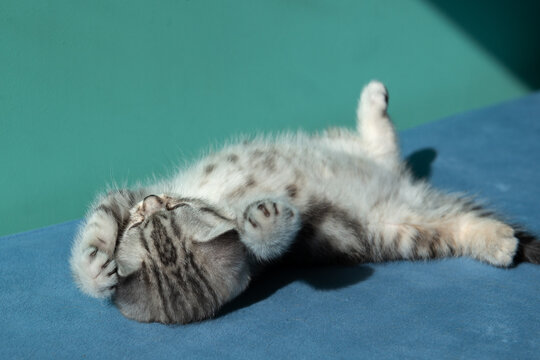 Adorable British Shorthair kitten sitting on blue sofa against pastel green wall. Cute pet portrait, soft light, minimal composition, young cat with expressive eyes.