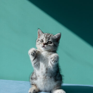 Adorable gray tabby kitten standing on hind legs and reaching up with paw. Playful pet moment on blue surface against pastel green background, soft light, minimal cute animal portrait.