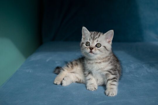 Adorable gray tabby kitten sitting and looking up with curious, attentive expression on soft blue surface with mint wall and shadow. Minimal clean background, copy space.