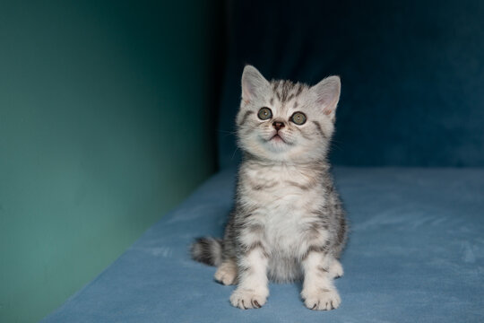 Adorable gray tabby kitten sitting and looking up with curious, attentive expression on soft blue surface with mint wall and shadow. Minimal clean background, copy space.
