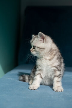 Adorable gray tabby kitten sitting and looking left with curious, attentive expression on soft blue surface with mint wall and shadow. Minimal clean background, copy space.