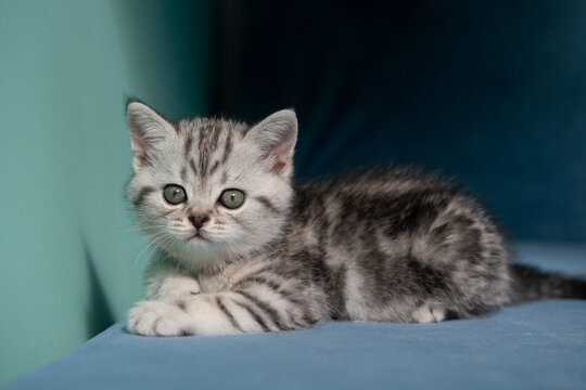 Adorable gray tabby kitten lying and looking at camera with curious, attentive expression on soft blue surface with mint wall and shadow. Minimal clean background, copy space.