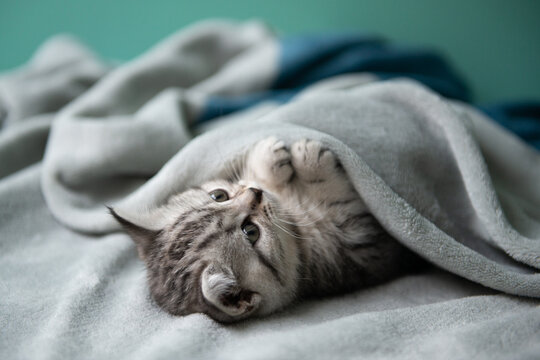 Adorable gray tabby kitten lying under a soft blanket on a bed, gently stretching its paw. Cozy home scene with warmth, comfort, and calm mood. Soft light, minimal background