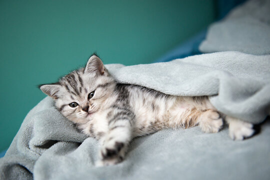 Adorable gray tabby kitten lying under a soft blanket on a bed, gently stretching its paw. Cozy home scene with warmth, comfort, and calm mood. Soft light, minimal background