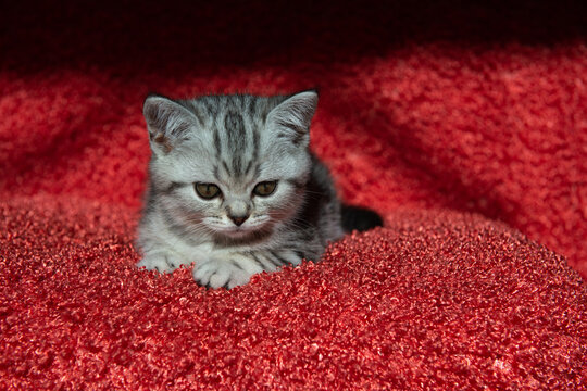Adorable gray tabby kitten lying on soft red textured blanket and looking aside. Cozy warm pet portrait with rich color contrast, shallow depth of field and soft light