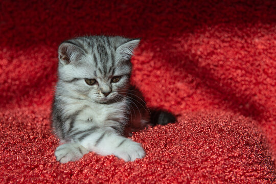 Adorable gray tabby kitten lying on soft red textured blanket and looking aside. Cozy warm pet portrait with rich color contrast, shallow depth of field and soft light
