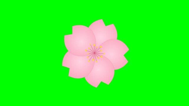 Pink cherry blossom flower on green screen background for video editing and spring design projects