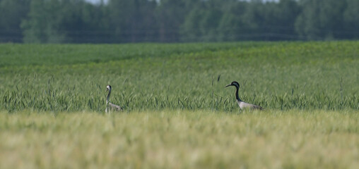 Żurawie zwyczajne (Grus grus) brodzące w zielonym polu zboża, wiosenny wiejski krajobraz. © Joanna