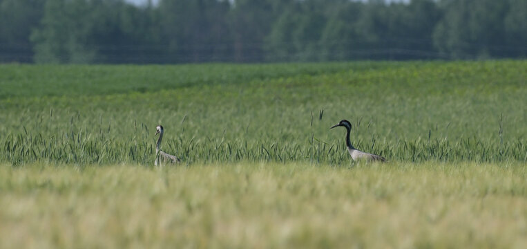 Żurawie zwyczajne (Grus grus) brodzące w zielonym polu zboża, wiosenny wiejski krajobraz.