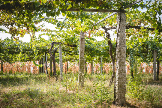 Lush green grape vines hang overhead in a sunlit vineyard, creating a vibrant canopy.