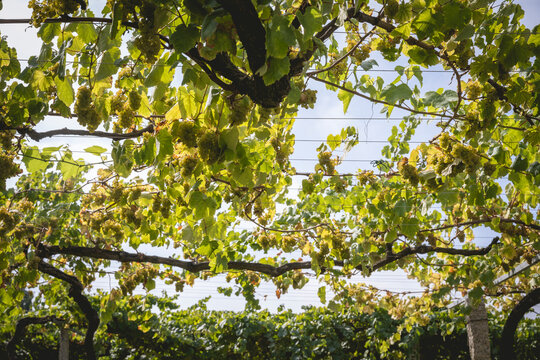 Sunlight filtering through grapevines in a lush vineyard, with leaves and bunches of grapes.