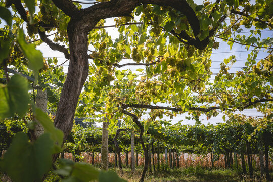 Sunlight filtering through lush grapevines in a vineyard under a clear blue sky.
