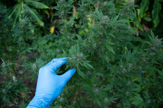 A gloved hand inspects a cannabis plant in a lush outdoor garden setting. Auckland, New Zealand