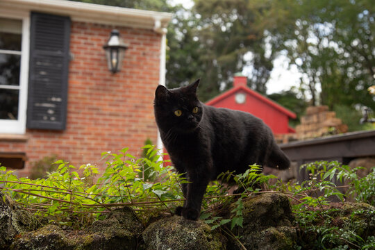 Black cat walking on a stone wall with red brick house and greenery in background. Auckland, New Zealand