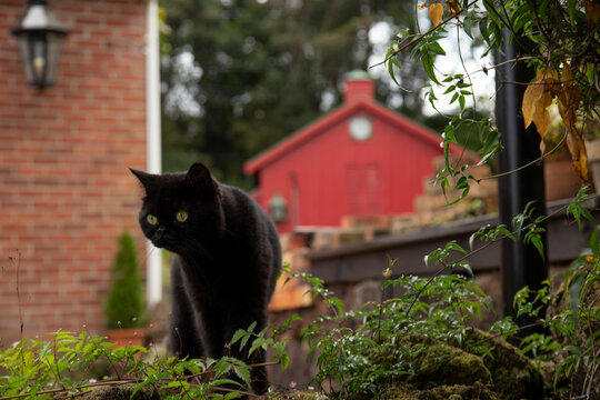 Black cat walking through garden with rustic red barn and brick wall in the background. Auckland, New Zealand