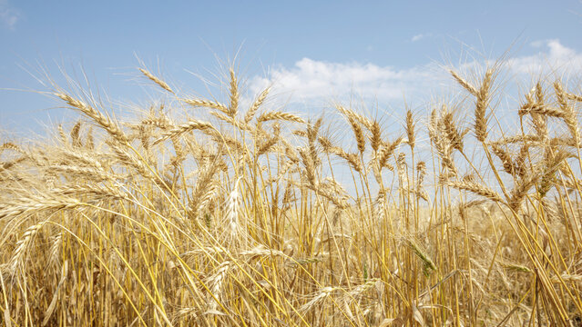 Golden wheat field under a clear blue sky with scattered white clouds.
